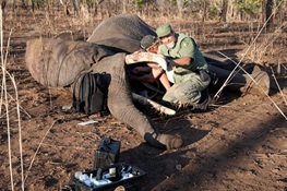 Mozambique Completes Major Elephant Collaring Effort